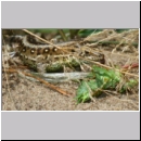 Lacerta agilis - Zauneidechse w21a - mit Tettigonia viridissima - Sandgrube OS-Wallenhorst.jpg